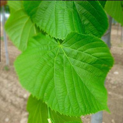 Tilia cordata 
