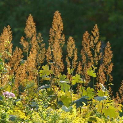 Macleaya microcarpa Kelway's Coral Plume