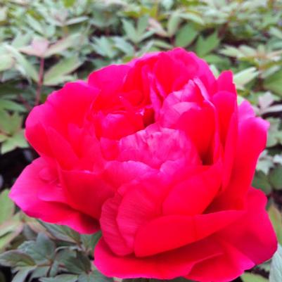 Paeonia suffruticosa Kao