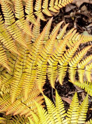 Dryopteris erythrosora Brilliance