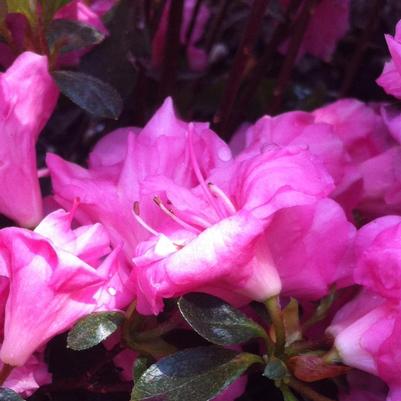 Azalea (Rhododendron) Rosebud