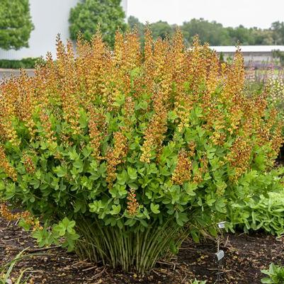 Baptisia x Decadence&reg; Cherries Jubilee