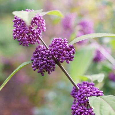 Callicarpa x SMNCJLIEP