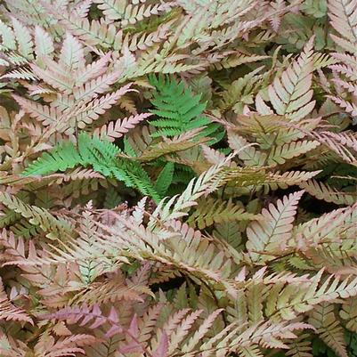 Dryopteris erythrosora 