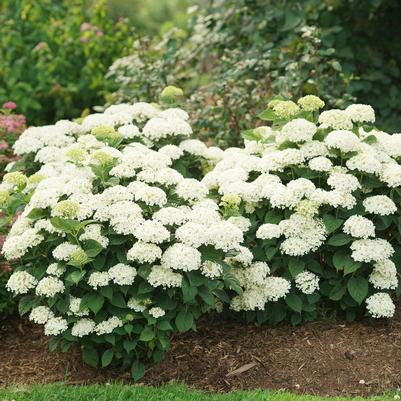 Hydrangea arborescens SMNHAWH