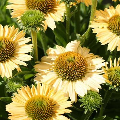 Echinacea purpurea Meditation Lime
