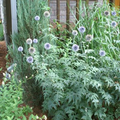 Echinops ritro 