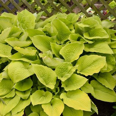 Hosta x Shadowland&reg; Giant Coast to Coast