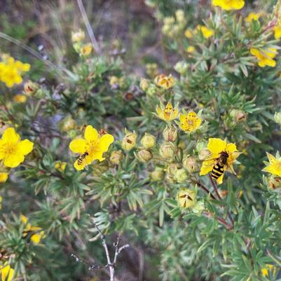 Potentilla fruticosa 