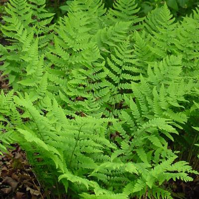 Dryopteris marginalis 