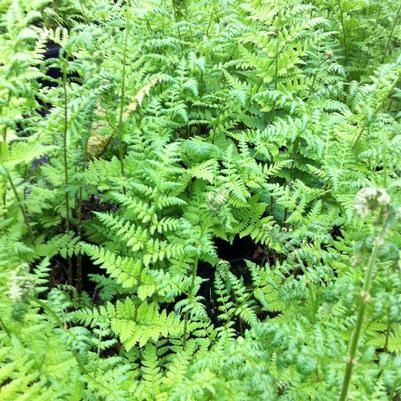 Dryopteris spinulosa 