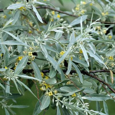 Elaeagnus angustifolia 