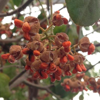 Euonymus fortunei Coloratus