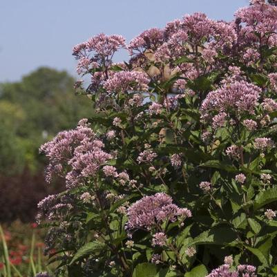 Eupatorium maculatum Gateway