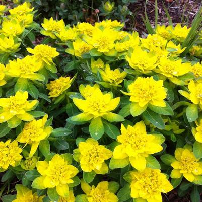 Euphorbia polychroma 