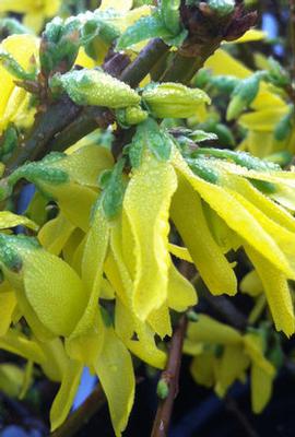 Forsythia x intermedia Lynwood Gold