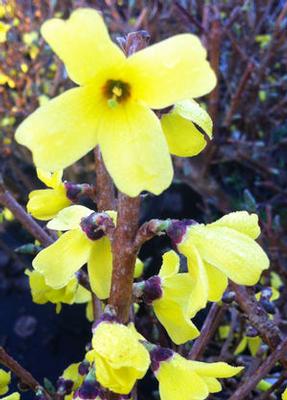 Forsythia ovata Ottawa