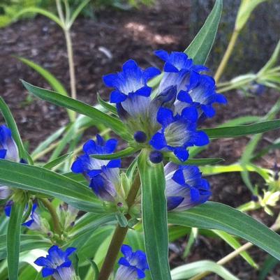 Gentiana dahurica 