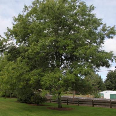 Gleditsia triacanthos var. inermis Skycole