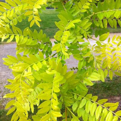 Gleditsia triacanthos var. inermis Suncole