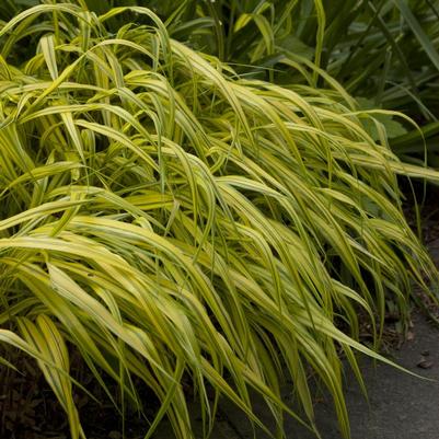 Hakonechloa macra Aureola (Variegated Japanese Forest Grass)