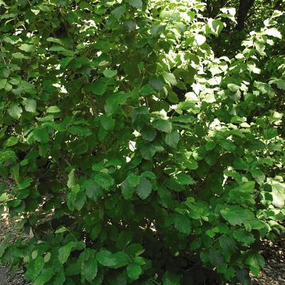 Hamamelis virginiana 