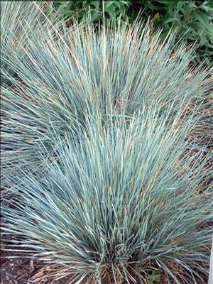 Helictotrichon sempervirens Saphirsprudel (Sapphire Blue Oat Grass)