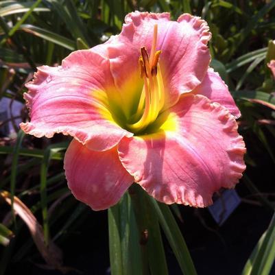 Hemerocallis Elegant Candy