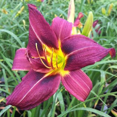 Hemerocallis Little Wine Cup