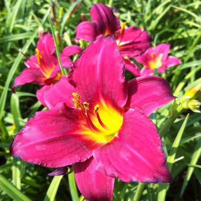 Hemerocallis Pardon Me