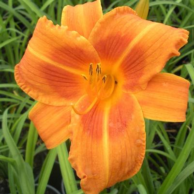 Hemerocallis Rocket City