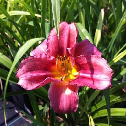 Hemerocallis Rosy Returns (Daylily)