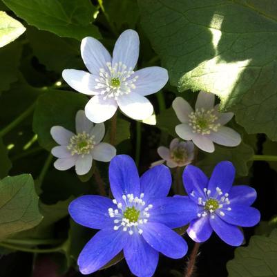 Hepatica americana 