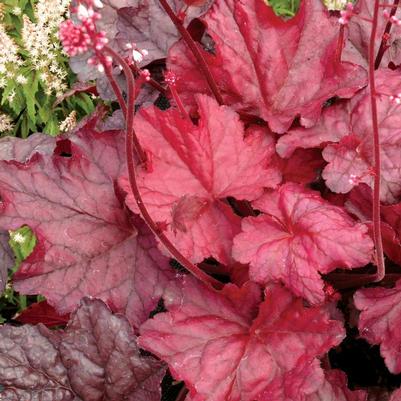 Heuchera x Fire Chief