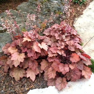 Heuchera x Georgia Peach