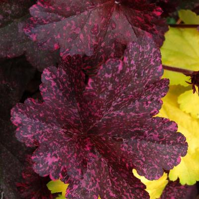 Heuchera x Midnight Rose (Coral Bells)