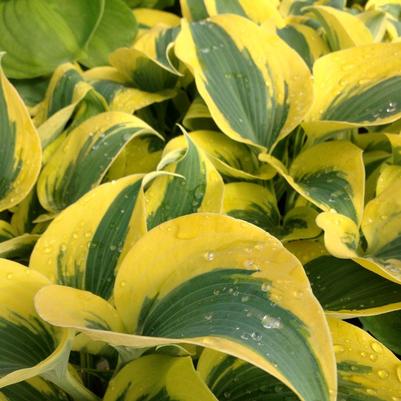 Hosta Autumn Frost