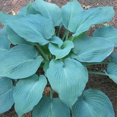 Hosta Blue Angel