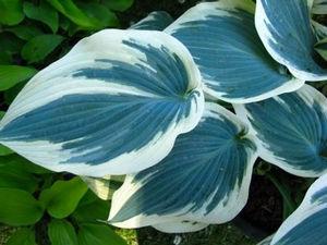Hosta Blue Ivory (Plantain Lily)
