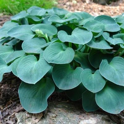 Hosta Blue Mouse Ears