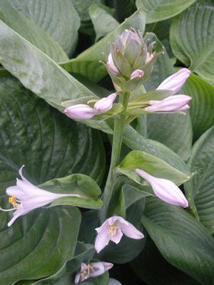 Hosta Blue Umbrellas