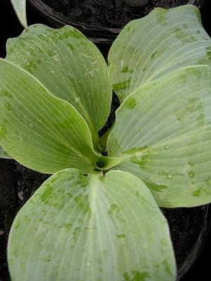 Hosta Blue Wedgwood