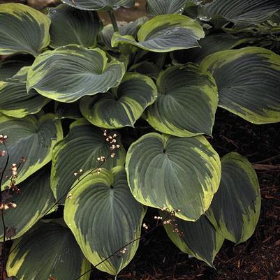 Hosta Earth Angel