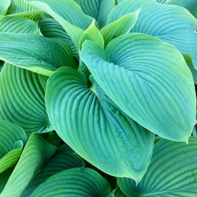 Hosta Empress Wu