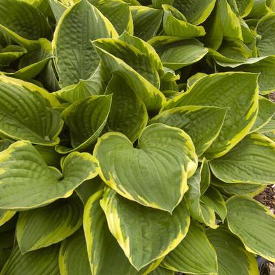 Hosta Fortunei Aureomarginata