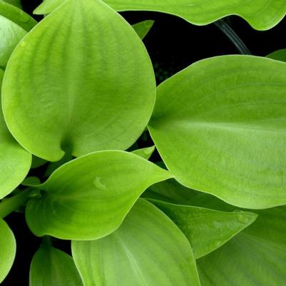 Hosta Invincible