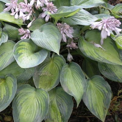 Hosta June (Plantain Lily)