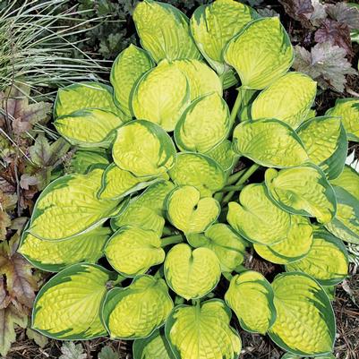 Hosta Rainforest Sunrise (Plantain Lily)