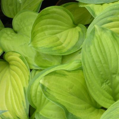 Hosta Stained Glass