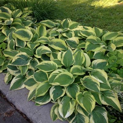 Hosta Wide Brim